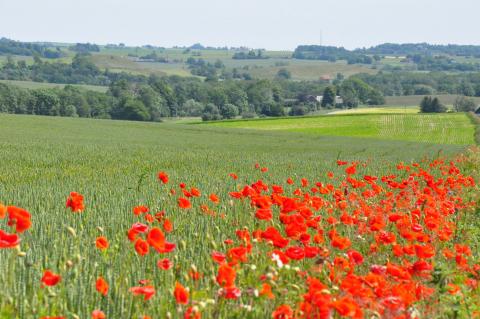 I bildens mitt, längst ner i dalen ligger Tingsstad, ett markstycke vid en gammal valvbro. Den pastorala idyllen lockar lätt betraktaren in i en falsk föreställning om att inte så mycket har hänt här sedan ting hölls under medeltiden eller tidigare. Foto: Ola Svensson 2012.